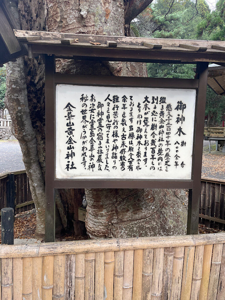 金華山黄金山神社の御神木の説明看板